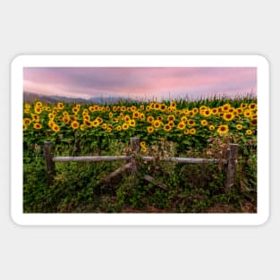 Sunflowers at sunset, Humboldt County, California Sticker